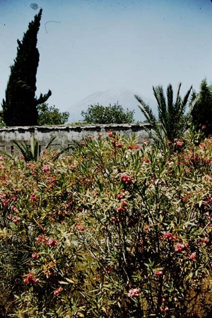 HGW24 Pompeii. 1957.
Looking north across the garden, towards roof above north portico and Vesuvius.
Source: The Wilhelmina and Stanley A. Jashemski archive in the University of Maryland Library, Special Collections (See collection page) and made available under the Creative Commons Attribution-Non Commercial License v.4. See Licence and use details.