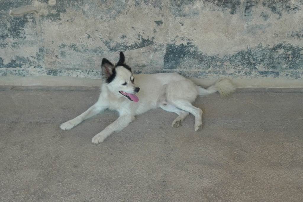 Castellammare di Stabia, Villa San Marco, July 2010. Room 20, a resting dog in the shade and coolness of mosaic in the east portico. Photo courtesy of Michael Binns.