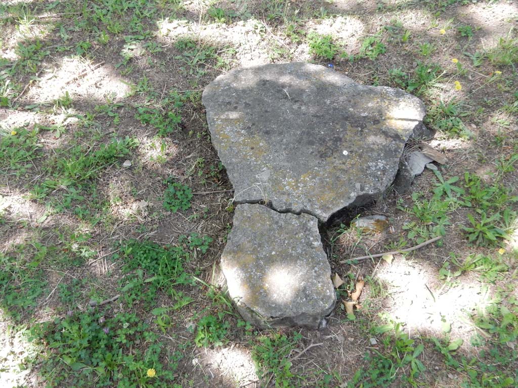 Villa San Marco, Stabiae, June 2019. Garden area 9, root cast of a plane tree, two rows of which were used to make shade.
Photo courtesy of Buzz Ferebee
