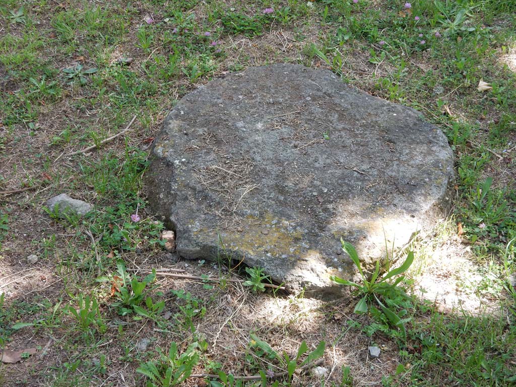 Villa San Marco, Stabiae, June 2019. Garden area 9, root cast of a plane tree, two rows of which were used to make shade.
Photo courtesy of Buzz Ferebee