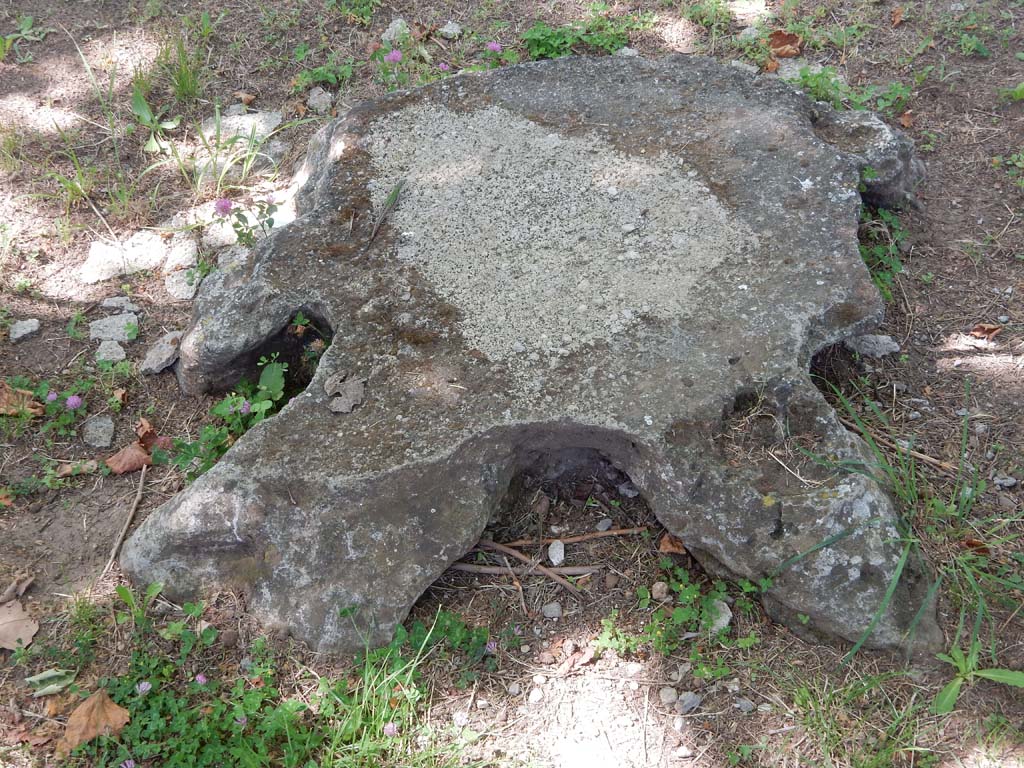 Villa San Marco, Stabiae, June 2019.
Garden area 9, root cast of a plane tree, two rows of which were used to make shade. Photo courtesy of Buzz Ferebee