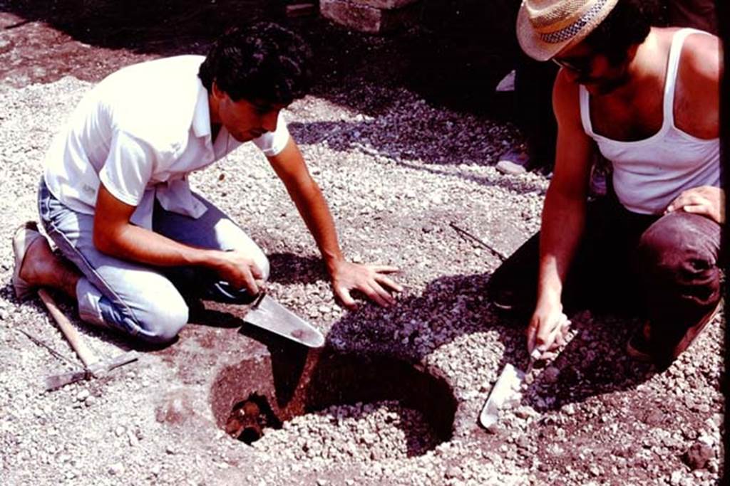 Villa Regina, Boscoreale. 1980. Digging out lapilli. Photo by Stanley A. Jashemski.
Source: The Wilhelmina and Stanley A. Jashemski archive in the University of Maryland Library, Special Collections (See collection page) and made available under the Creative Commons Attribution-Non Commercial License v.4. See Licence and use details. J80f0175