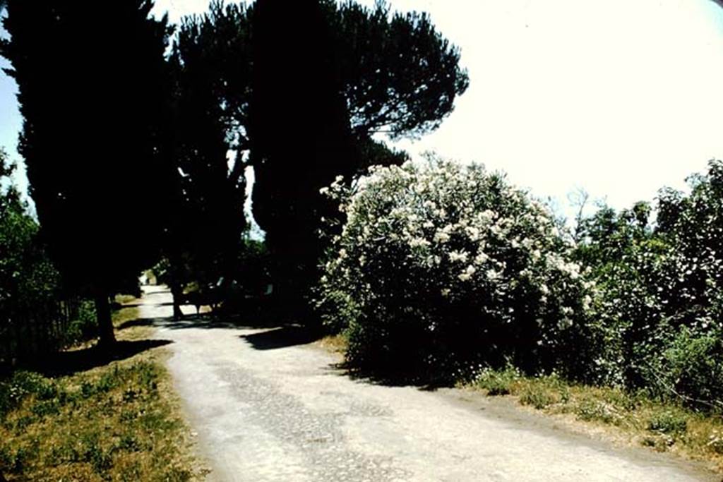 Via Villa dei Misteri. 1957. Looking south from near the Villa of Mysteries towards the Villa of Diomedes.
In the shadow of the trees is a donkey and cart.
Photo by Stanley A. Jashemski.
Source: The Wilhelmina and Stanley A. Jashemski archive in the University of Maryland Library, Special Collections (See collection page) and made available under the Creative Commons Attribution-Non Commercial License v.4. See Licence and use details.
