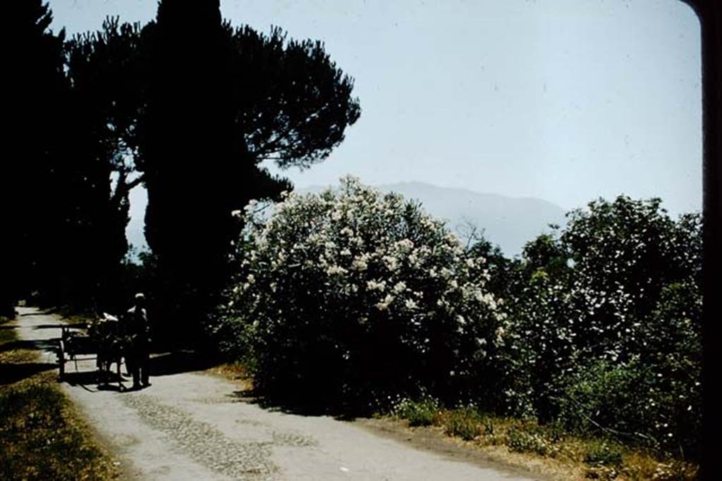 Via Villa dei Misteri. 1957. Looking south from near the Villa of Mysteries towards the Villa of Diomedes.
Photo by Stanley A. Jashemski.
Source: The Wilhelmina and Stanley A. Jashemski archive in the University of Maryland Library, Special Collections (See collection page) and made available under the Creative Commons Attribution-Non Commercial License v.4. See Licence and use details.