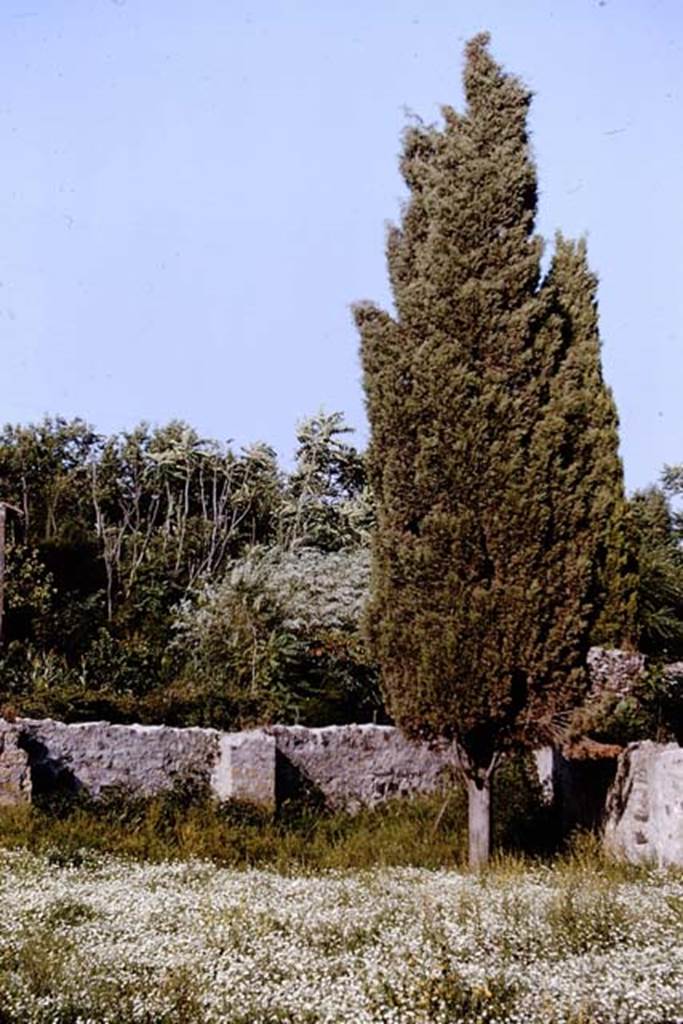 Via dei Sepolcri, (north end). Pompeii. 1964. Detail of wall on north side of Villa of Diomedes.
Photo by Stanley A. Jashemski.
Source: The Wilhelmina and Stanley A. Jashemski archive in the University of Maryland Library, Special Collections (See collection page) and made available under the Creative Commons Attribution-Non Commercial License v.4. See Licence and use details.
J64f1832