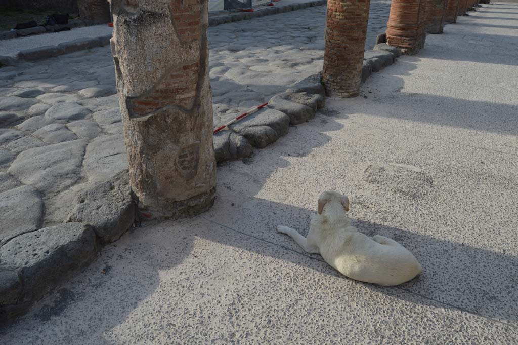 Via del Foro, east side, Pompeii. March 2019.
Second column at south end of portico, on left, outside VII.4.10, looking north-west.
Foto Taylor Lauritsen, ERC Grant 681269 DÉCOR.