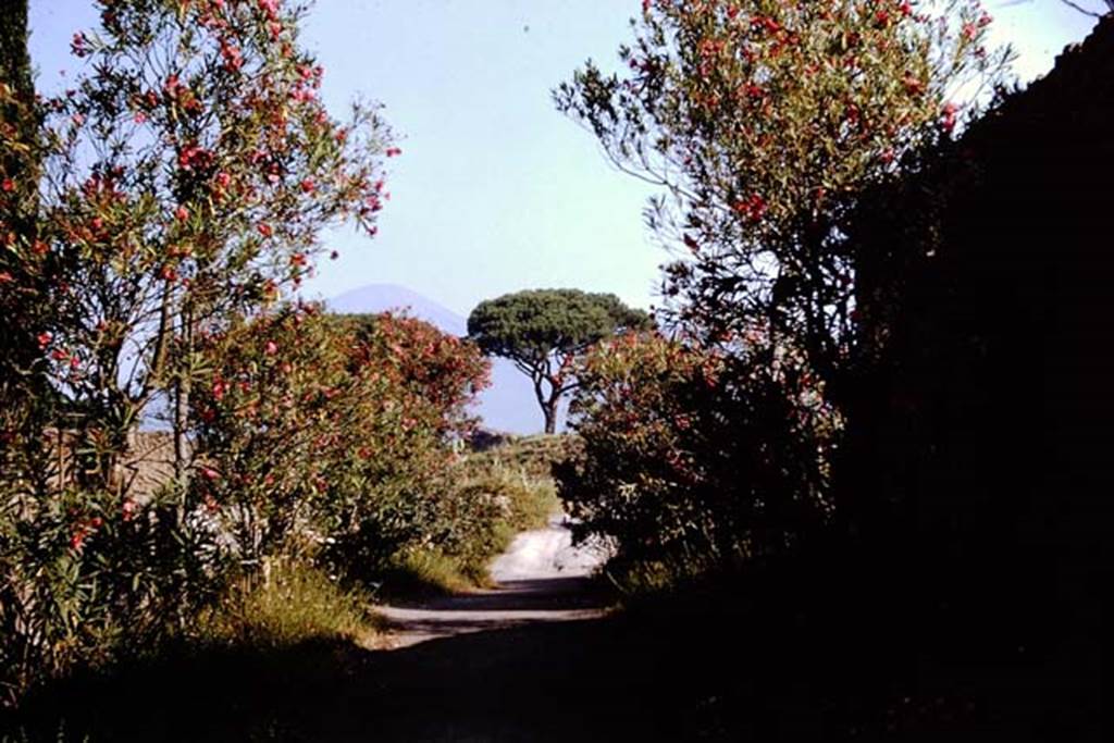 Vicolo del Anfiteatro, 1964. Looking north between II.4 and II.5. to Via dell’Abbondanza.
Photo by Stanley A. Jashemski.
Source: The Wilhelmina and Stanley A. Jashemski archive in the University of Maryland Library, Special Collections (See collection page) and made available under the Creative Commons Attribution-Non Commercial License v.4. See Licence and use details.
J64f1984