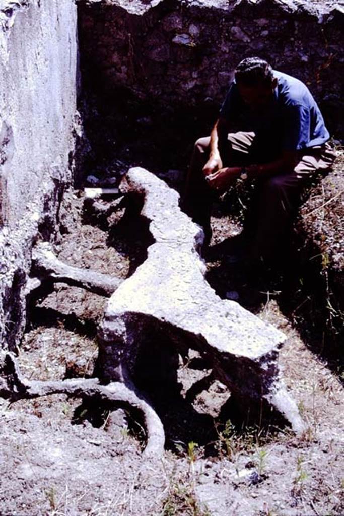 Scafati, 1968. Cast of the second of the two large trees near the rear wall.
Photo by Stanley A. Jashemski.
Source: The Wilhelmina and Stanley A. Jashemski archive in the University of Maryland Library, Special Collections (See collection page) and made available under the Creative Commons Attribution-Non Commercial License v.4. See Licence and use details.
J68f1352