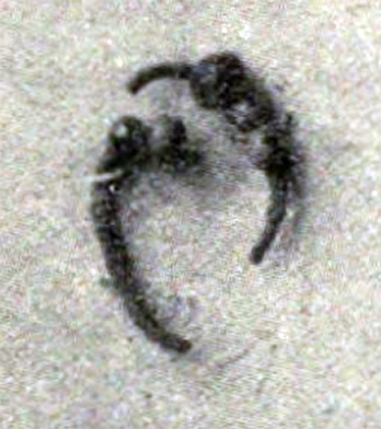 Pompeii Fondo Azzolini. Samnite Tomb XIII.
A pair of earrings found in the tomb.
They consist of a circlet of silver wire in which are coloured glass beads.
Three beads remain in one earring and two in the other earring.
See Notizie degli Scavi di Antichità, 1916, p. 291, fig. 2 (c).