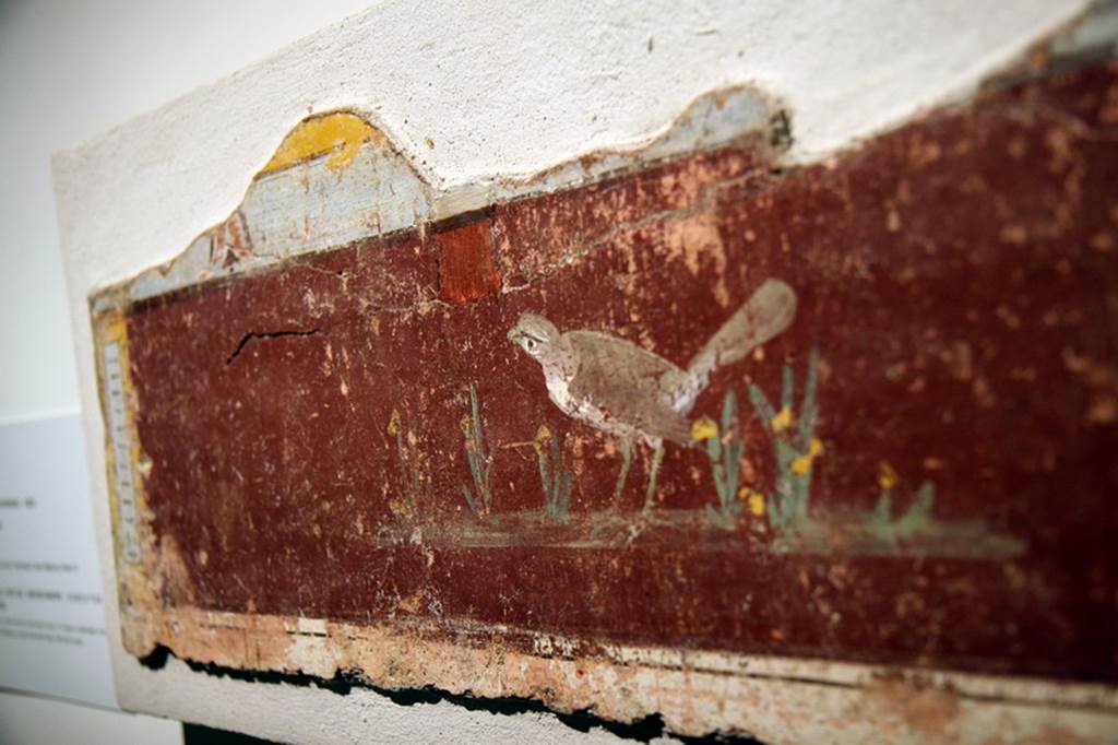 Gragnano. Rustic villa by the Strada Statale 145 Sorrentina. Room 15, north wall. Fresco of a bird. A nightingale?
Stabia Antiquarium inventory number 66658. See Otium Ludens, curated by Guzzo, P, Bonifacio, G, and Sodo, A.M. (2007). Castellammare di Stabia: Nicola Longobardi, p. 174.