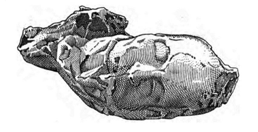 Boscoreale, Villa della Pisanella. 1897. Torcularium. Body cast of female head.
See Pasqui A., La Villa Pompeiana della Pisanella presso Boscoreale, in Monumenti Antichi VII 1897, fig. 53c.
Only the plaster-cast of the head was taken (fig. 53c), and it was acknowledged that it was of a woman, with raised hair and drapery around her neck and mouth.
