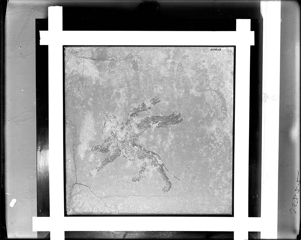 Villa della Pisanella, Boscoreale. Fresco fragment. Decorative figure of a winged male sphinx monster flying upward to left.
Lion and human figure with a wide collar possibly to represent mane, cap with feather plumes, beardless, no indication of sex.
Photo © Field Museum of Natural History - CC BY-NC.
Now in the Field Museum, inventory number 24648. See in Field Museum