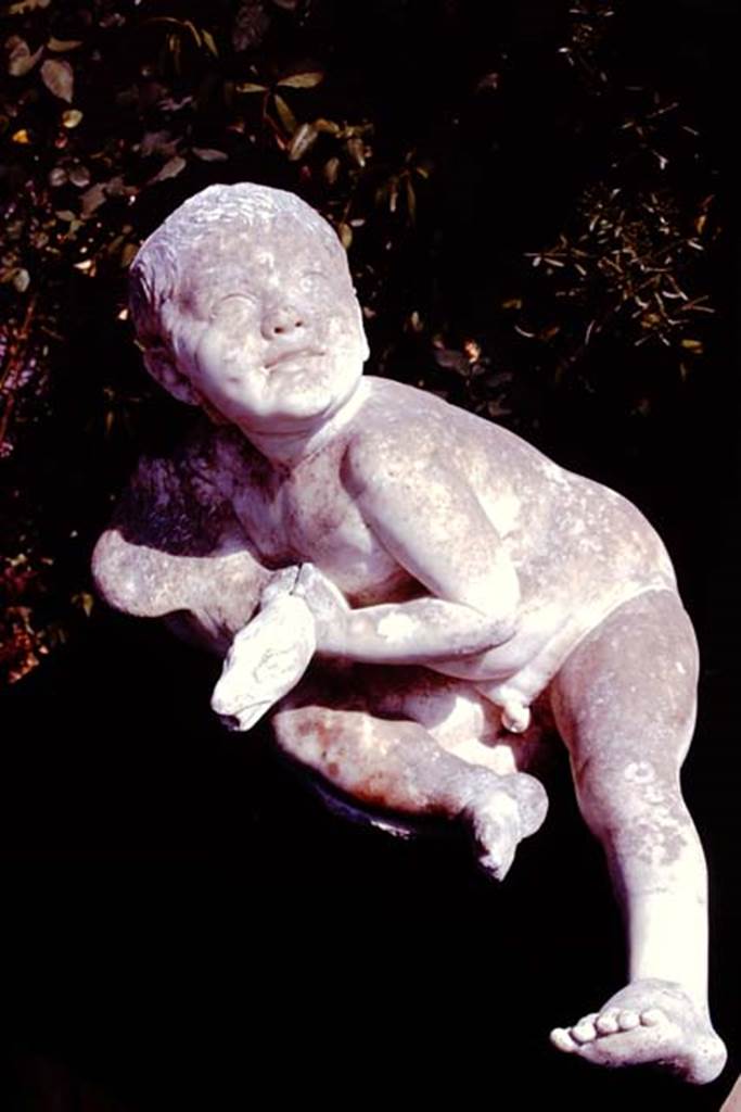 Oplontis, 1978. White marble statue of a young child with a goose. Photo by Stanley A. Jashemski.
Source: The Wilhelmina and Stanley A. Jashemski archive in the University of Maryland Library, Special Collections (See collection page) and made available under the Creative Commons Attribution-Non Commercial License v.4. See Licence and use details. J78f0487
According to De Caro, perhaps this statue may have come from the fountain with the cascade at the centre of the garden in the rustic courtyard.
See De Caro, S.1976. Sculture dalla villa “di Poppea” in Oplontis (p.197) in Cronache Pompeiane, II, 1976, (p.184-225)
