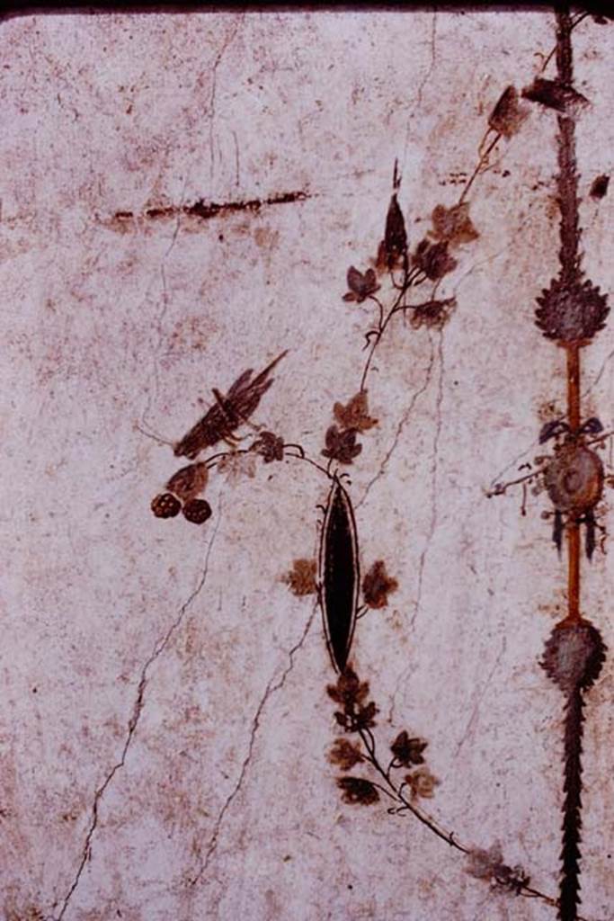 Oplontis, 1977. Area 60, south wall of the portico, east side of doorway to room 66.
Painted grasshopper or cricket.
Photo by Stanley A. Jashemski.
Source: The Wilhelmina and Stanley A. Jashemski archive in the University of Maryland Library, Special Collections (See collection page) and made available under the Creative Commons Attribution-Non Commercial License v.4. See Licence and use details.
J77f0158