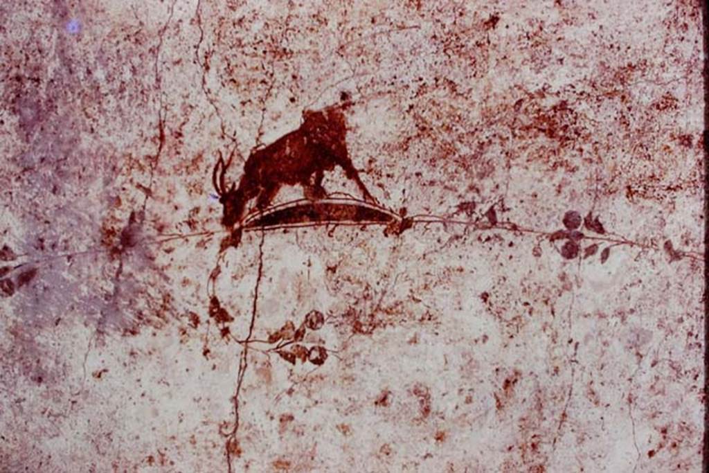 Oplontis, 1977. Area 60, white wall of the portico facing the pool, painted goat on north side of doorway to room 75. Photo by Stanley A. Jashemski.
Source: The Wilhelmina and Stanley A. Jashemski archive in the University of Maryland Library, Special Collections (See collection page) and made available under the Creative Commons Attribution-Non Commercial License v.4. See Licence and use details.
J77f0130