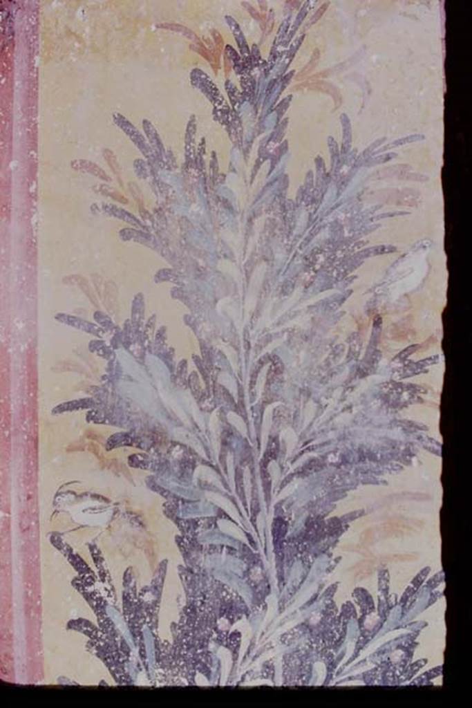 Oplontis, 1976. Room 61, painted wall in south-west corner on west wall. Photo by Stanley A. Jashemski.
Source: The Wilhelmina and Stanley A. Jashemski archive in the University of Maryland Library, Special Collections (See collection page) and made available under the Creative Commons Attribution-Non Commercial License v.4. See Licence and use details. J76f0401