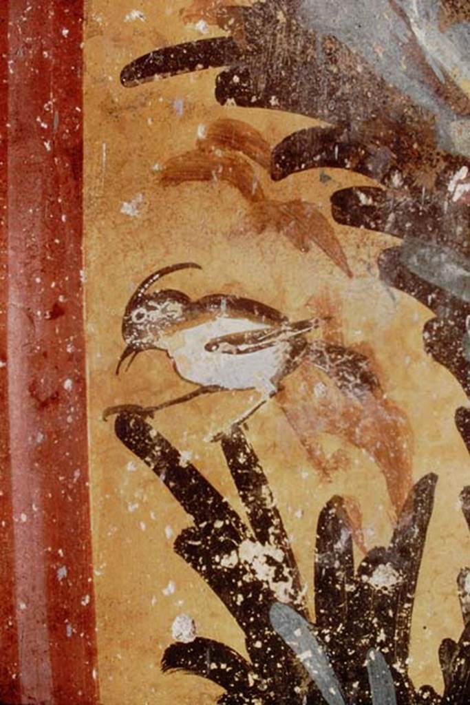 Oplontis, 1976. Room 61, detail of painted bird on west wall in south-west corner.
Photo by Stanley A. Jashemski.
Source: The Wilhelmina and Stanley A. Jashemski archive in the University of Maryland Library, Special Collections (See collection page) and made available under the Creative Commons Attribution-Non Commercial License v.4. See Licence and use details. J76f0403
