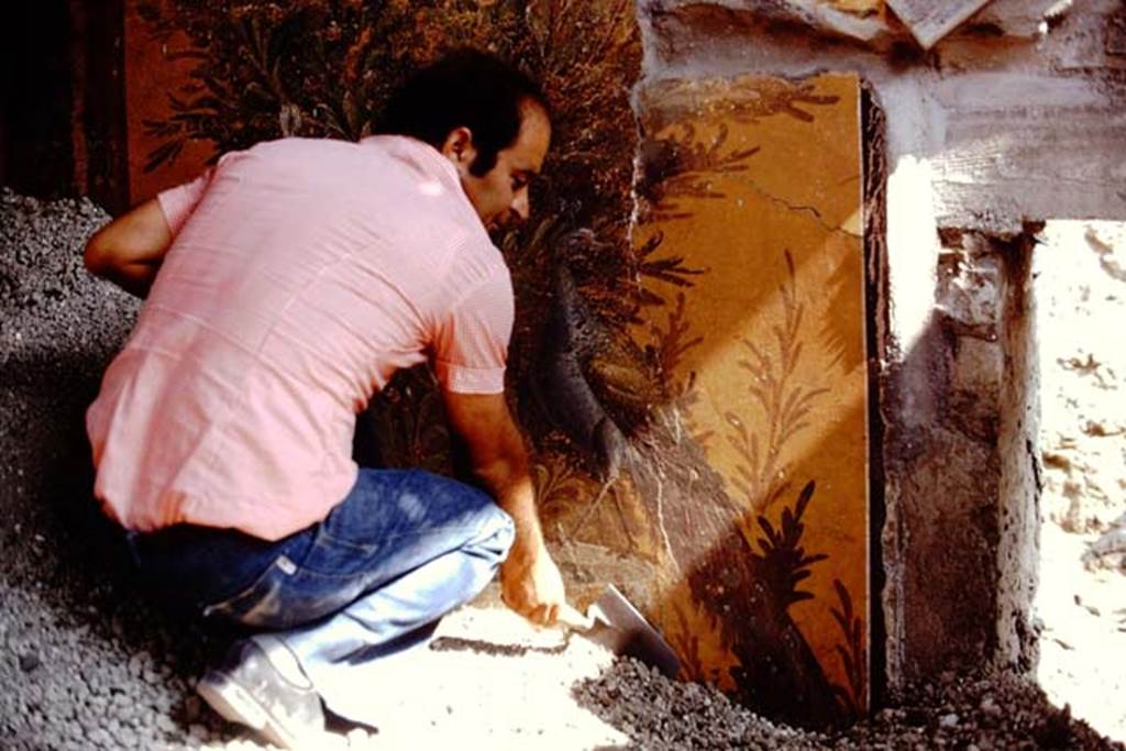 Oplontis, 1975. Room 70, wall painting of peacock emerging from lapilli. Photo by Stanley A. Jashemski.
Source: The Wilhelmina and Stanley A. Jashemski archive in the University of Maryland Library, Special Collections (See collection page) and made available under the Creative Commons Attribution-Non Commercial License v.4. See Licence and use details. J75f0305