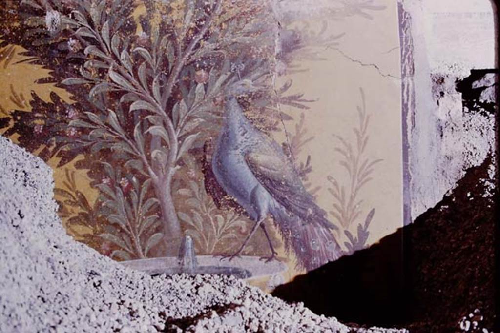 Oplontis, 1975. Room 70, detail of peacock painted on the rim of a fountain. Photo by Stanley A. Jashemski.
Source: The Wilhelmina and Stanley A. Jashemski archive in the University of Maryland Library, Special Collections (See collection page) and made available under the Creative Commons Attribution-Non Commercial License v.4. See Licence and use details. J75f0057