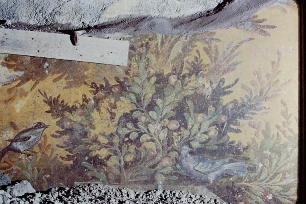 Oplontis, 1975. Room 70, detail of bird and plant from north end of east wall. Photo by Stanley A. Jashemski.
Source: The Wilhelmina and Stanley A. Jashemski archive in the University of Maryland Library, Special Collections (See collection page) and made available under the Creative Commons Attribution-Non Commercial License v.4. See Licence and use details. J75f0010