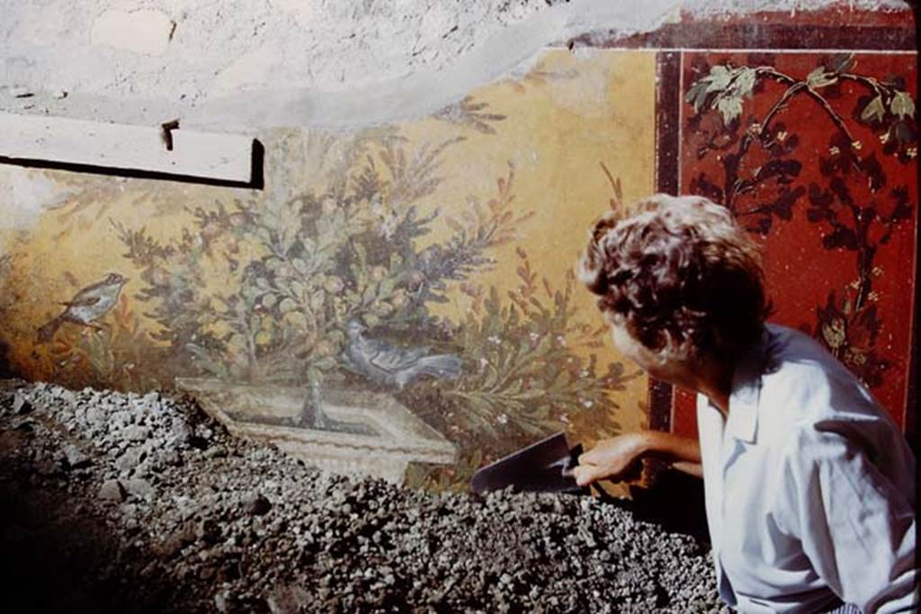 Oplontis, 1975. Room 70, east wall. Wilhelmina carefully removing lapilli away from the painted wall, and revealing a square fountain. Photo by Stanley A. Jashemski.
Source: The Wilhelmina and Stanley A. Jashemski archive in the University of Maryland Library, Special Collections (See collection page) and made available under the Creative Commons Attribution-Non Commercial License v.4. See Licence and use details. J75f0306