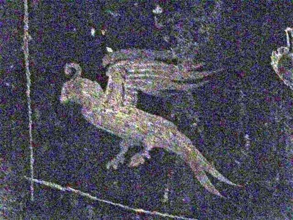 Oplontis Villa of Poppea, May 2011. Corridor 77, detail of bird from centre of panel.
Photo courtesy of Michael Binns.