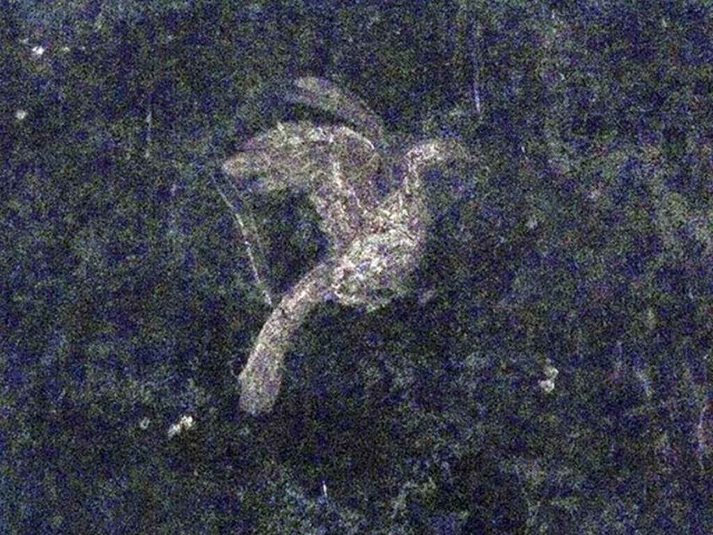 Oplontis Villa of Poppea, May 2011. Corridor 77, detail of bird from centre of panel.
Photo courtesy of Michael Binns.