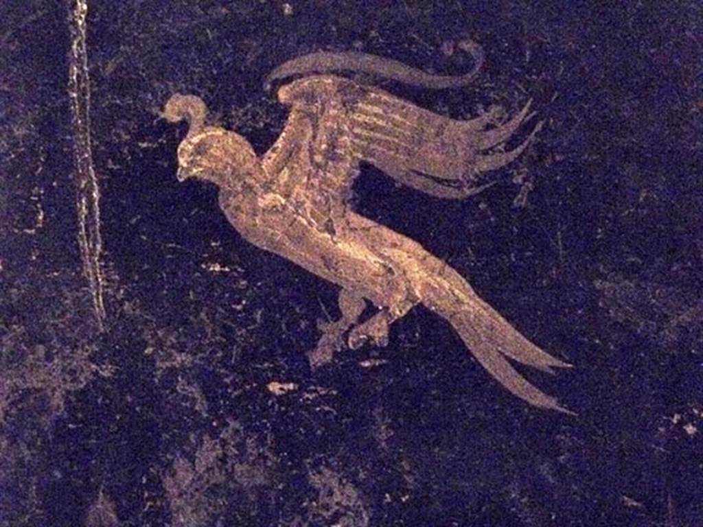 Oplontis Villa of Poppea, May 2011. Corridor 77, detail of bird from middle panel of east wall.
Photo courtesy of Michael Binns.
