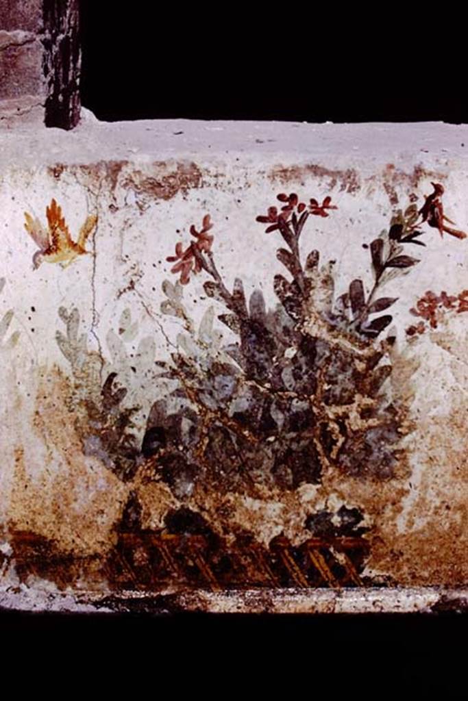 Oplontis, 1977. Room 78, detail of garden painting on exterior wall, at south end of window. Photo by Stanley A. Jashemski.
Source: The Wilhelmina and Stanley A. Jashemski archive in the University of Maryland Library, Special Collections (See collection page) and made available under
the Creative Commons Attribution-Non Commercial License v.4. See Licence and use details. J77f0324