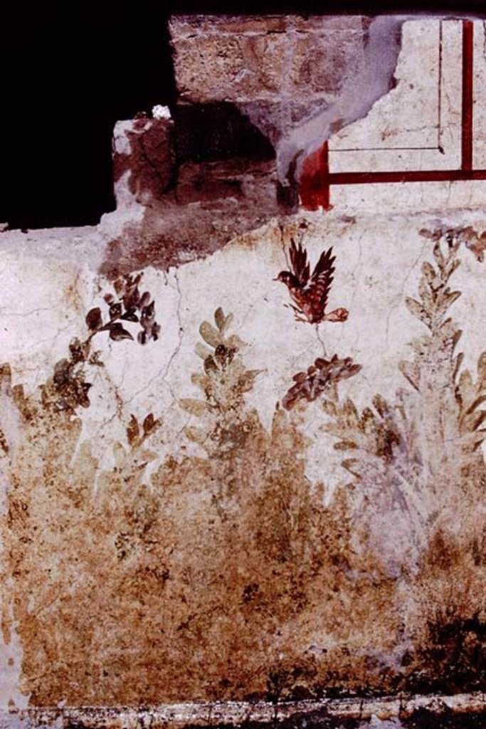 Oplontis, 1977. Room 78, detail of garden painting of plants and bird under the north end of the window on exterior wall. Photo by Stanley A. Jashemski.
Source: The Wilhelmina and Stanley A. Jashemski archive in the University of Maryland Library, Special Collections (See collection page) and made available under the Creative Commons Attribution-Non Commercial License v.4. See Licence and use details. J77f0325