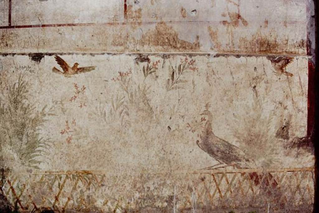 Oplontis, c.1977. Room 78, detail of peacock and two birds flying above. Photo by Stanley A. Jashemski.
Source: The Wilhelmina and Stanley A. Jashemski archive in the University of Maryland Library, Special Collections (See collection page) and made available under the Creative Commons Attribution-Non Commercial License v.4. See Licence and use details. Oplo0177