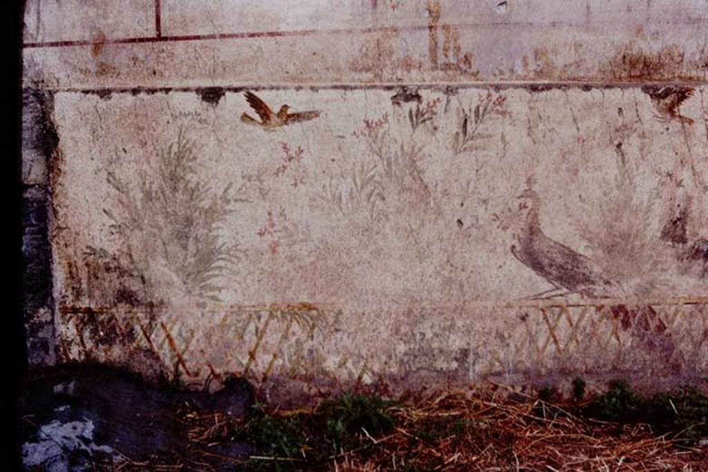 Oplontis, c.1977. Room 78, detail of peacock and two birds flying above. Photo by Stanley A. Jashemski.
Source: The Wilhelmina and Stanley A. Jashemski archive in the University of Maryland Library, Special Collections (See collection page) and made available under the Creative Commons Attribution-Non Commercial License v.4. See Licence and use details. Oplo0025