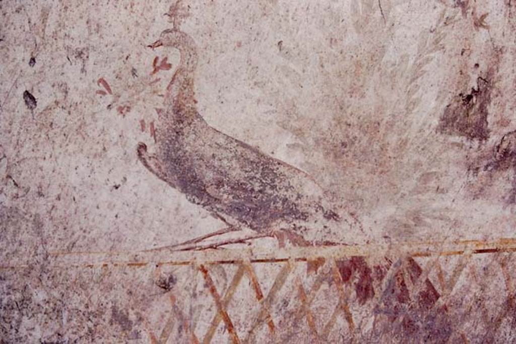 Oplontis, c.1977. Room 78, detail of peacock. Photo by Stanley A. Jashemski.
Source: The Wilhelmina and Stanley A. Jashemski archive in the University of Maryland Library, Special Collections (See collection page) and made available under the Creative Commons Attribution-Non Commercial License v.4. See Licence and use details. Oplo0023