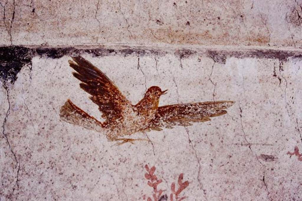 Oplontis, c.1977. Room 78, detail of one of the birds flying above the peacock. Photo by Stanley A. Jashemski.
Source: The Wilhelmina and Stanley A. Jashemski archive in the University of Maryland Library, Special Collections (See collection page) and made available under the Creative Commons Attribution-Non Commercial License v.4. See Licence and use details. Oplo0024