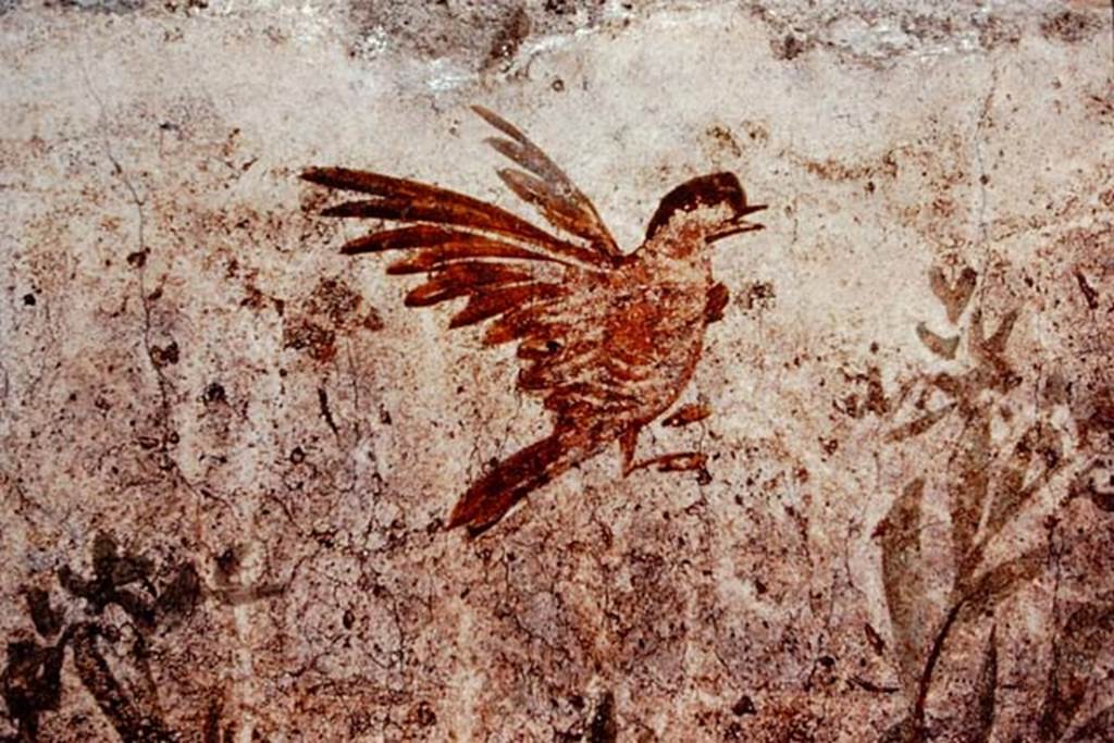 Oplontis, c.1977. Room 78, detail of bird flying above the pigeon. Photo by Stanley A. Jashemski.
Source: The Wilhelmina and Stanley A. Jashemski archive in the University of Maryland Library, Special Collections (See collection page) and made available under the Creative Commons Attribution-Non Commercial License v.4. See Licence and use details. Oplo0176