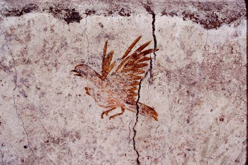 Oplontis, c.1977. Room 78, detail of the other bird flying above the pigeon. Photo by Stanley A. Jashemski.
Source: The Wilhelmina and Stanley A. Jashemski archive in the University of Maryland Library, Special Collections (See collection page) and made available under the Creative Commons Attribution-Non Commercial License v.4. See Licence and use details. Oplo0022