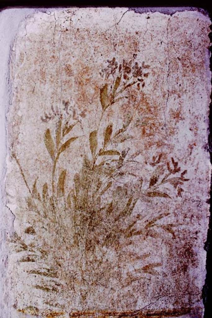Oplontis, 1977. Room 78, detail of plant on exterior wall. Photo by Stanley A. Jashemski.
Source: The Wilhelmina and Stanley A. Jashemski archive in the University of Maryland Library, Special Collections (See collection page) and made available under the Creative Commons Attribution-Non Commercial License v.4. See Licence and use details. J77f0226