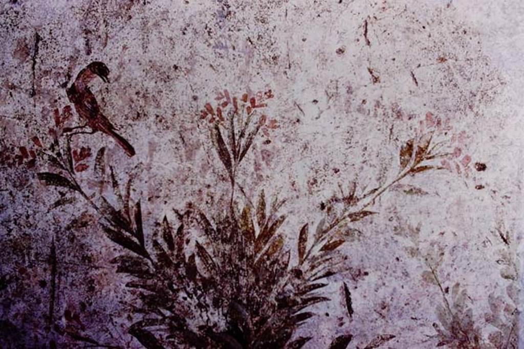 Oplontis, 1977. Room 78, detail of bird and plant. Photo by Stanley A. Jashemski.
Source: The Wilhelmina and Stanley A. Jashemski archive in the University of Maryland Library, Special Collections (See collection page) and made available under the Creative Commons Attribution-Non Commercial License v.4. See Licence and use details. J77f0230