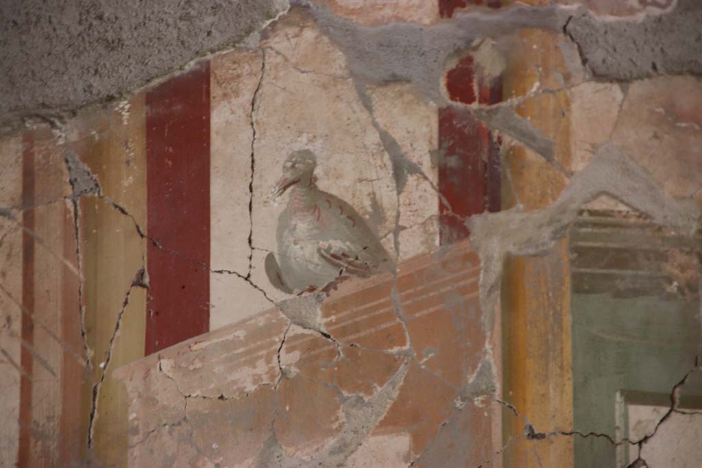 Oplontis Villa of Poppea, September 2021.
Room 81, painted dove from panel at west end of north wall. Photo courtesy of Klaus Heese.