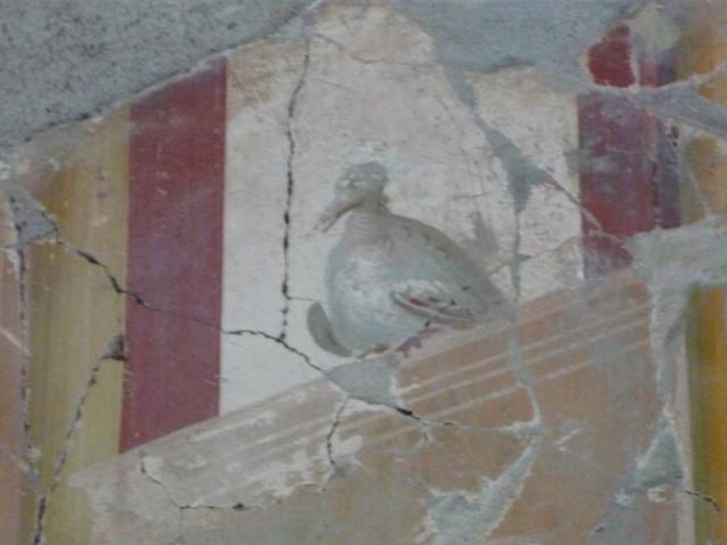 Oplontis, September 2015. Room 81, painted dove from panel at west end of north wall.