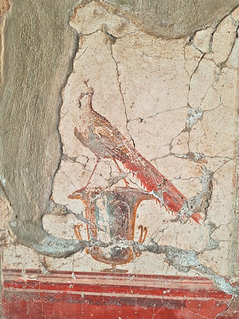 Oplontis Villa of Poppea, October 2023.
Room 81, detail of peacock from panel on south wall. Photo courtesy of Giuseppe Ciaramella.