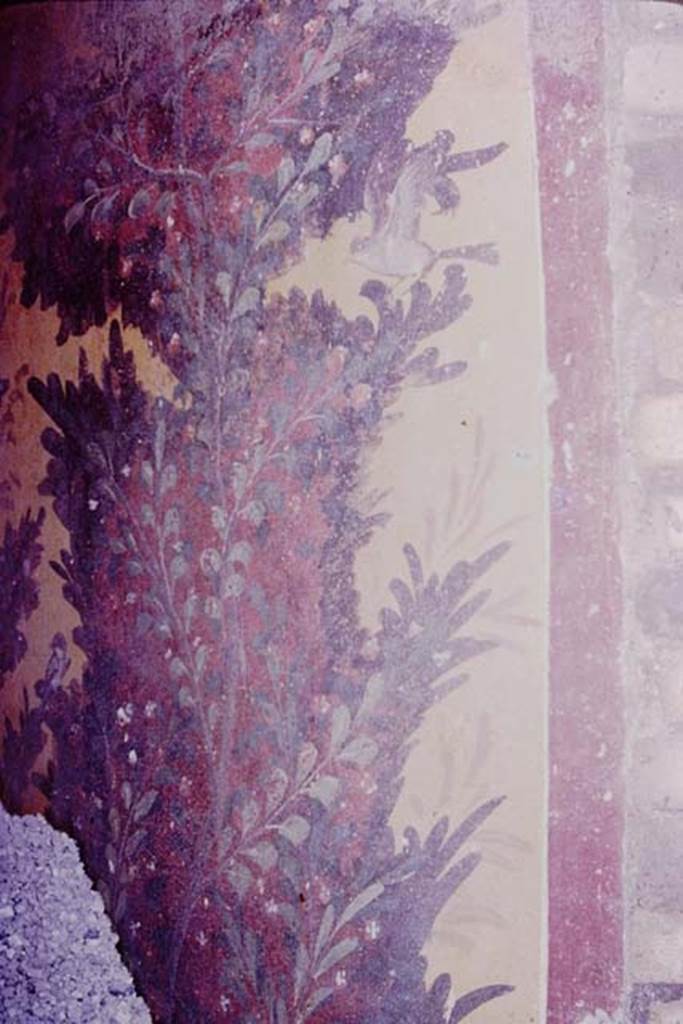 Oplontis, 1977. Room 87, painted plant on north wall in north-west corner. Photo by Stanley A. Jashemski.
Source: The Wilhelmina and Stanley A. Jashemski archive in the University of Maryland Library, Special Collections (See collection page) and made available under the Creative Commons Attribution-Non Commercial License v.4. See Licence and use details. J77f0381