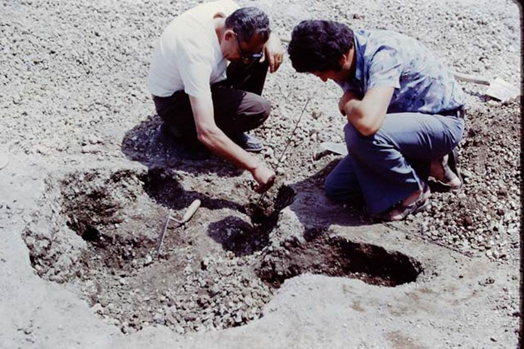 Oplontis, 1975. Sig. Sicignano carefully cleaning the root-cavity. Photo by Stanley A. Jashemski.
Source: The Wilhelmina and Stanley A. Jashemski archive in the University of Maryland Library, Special Collections (See collection page) and made available under the Creative Commons Attribution-Non Commercial License v.4. See Licence and use details. J75f0001