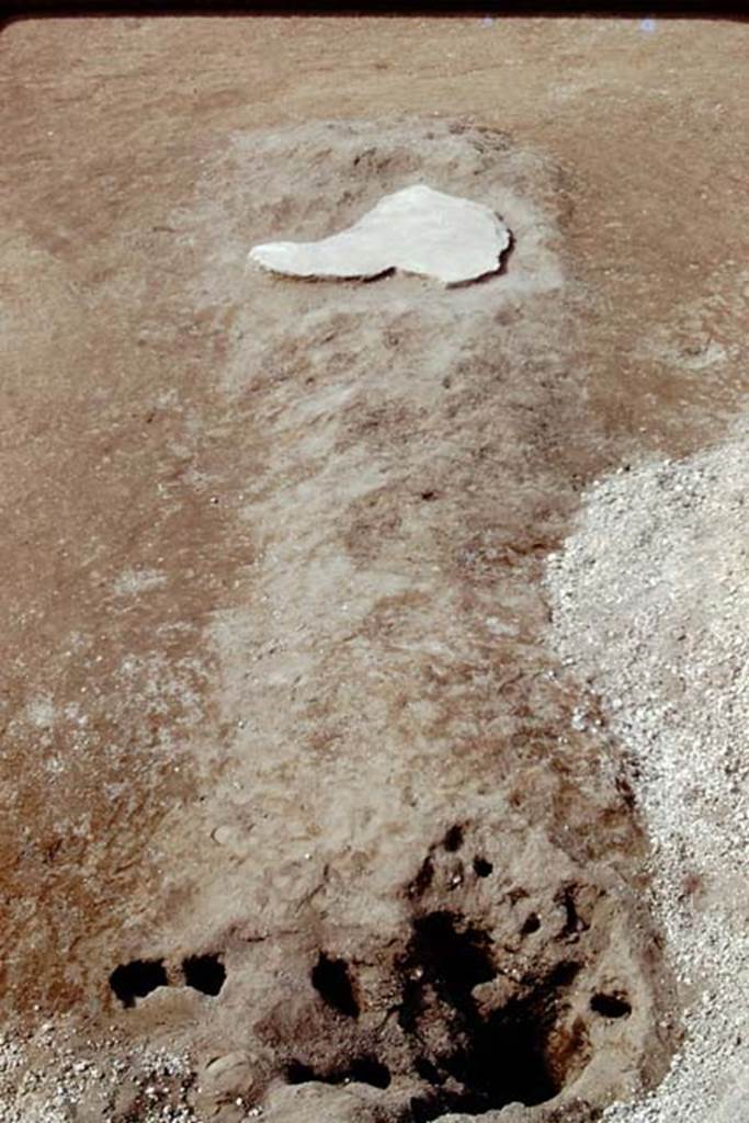 Oplontis, 1975. Looking south at one unfilled root-cavity, and one filled with cement.
Photo by Stanley A. Jashemski.
Source: The Wilhelmina and Stanley A. Jashemski archive in the University of Maryland Library, Special Collections (See collection page) and made available under the Creative Commons Attribution-Non Commercial License v.4. See Licence and use details. J75f0206