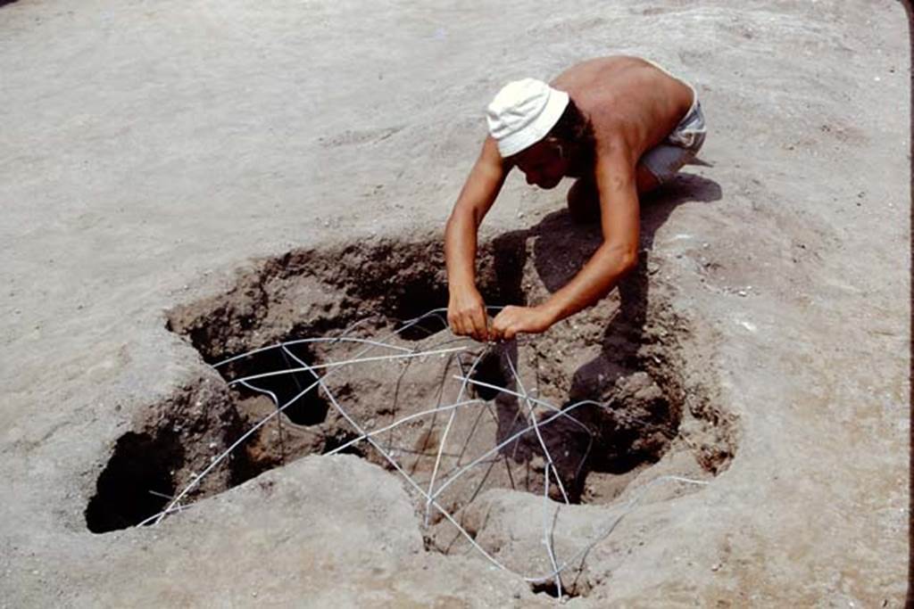 Oplontis, 1975. Reinforcing the root cavity with wire, before filling with cement. Photo by Stanley A. Jashemski.
Source: The Wilhelmina and Stanley A. Jashemski archive in the University of Maryland Library, Special Collections (See collection page) and made available under the Creative Commons Attribution-Non Commercial License v.4. See Licence and use details. J75f0235