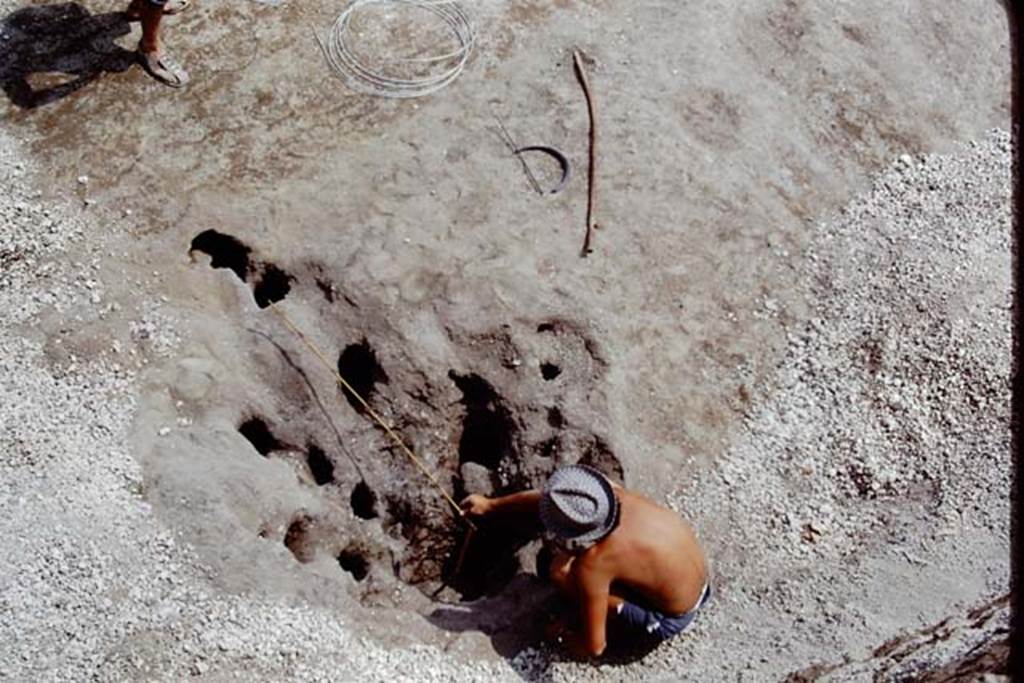 Oplontis, 1975. Measuring the unfilled root cavity. Photo by Stanley A. Jashemski.
Source: The Wilhelmina and Stanley A. Jashemski archive in the University of Maryland Library, Special Collections (See collection page) and made available under the Creative Commons Attribution-Non Commercial License v.4. See Licence and use details. J75f0243