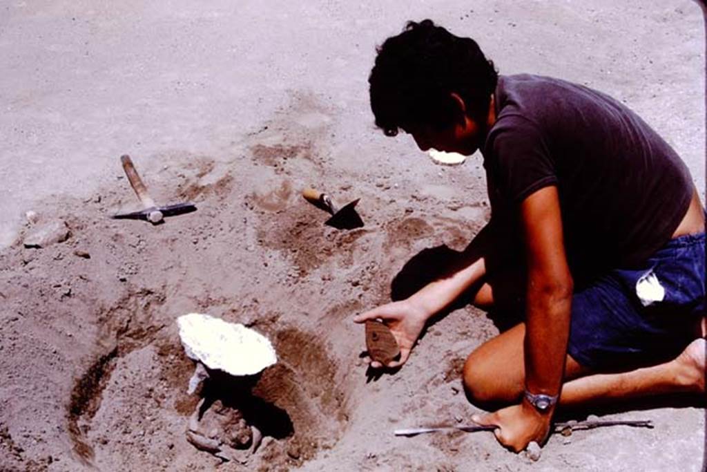Oplontis, 1975. Buried terracotta pot containing root. Photo by Stanley A. Jashemski.
Source: The Wilhelmina and Stanley A. Jashemski archive in the University of Maryland Library, Special Collections (See collection page) and made available under the Creative Commons Attribution-Non Commercial License v.4. See Licence and use details. J75f0492