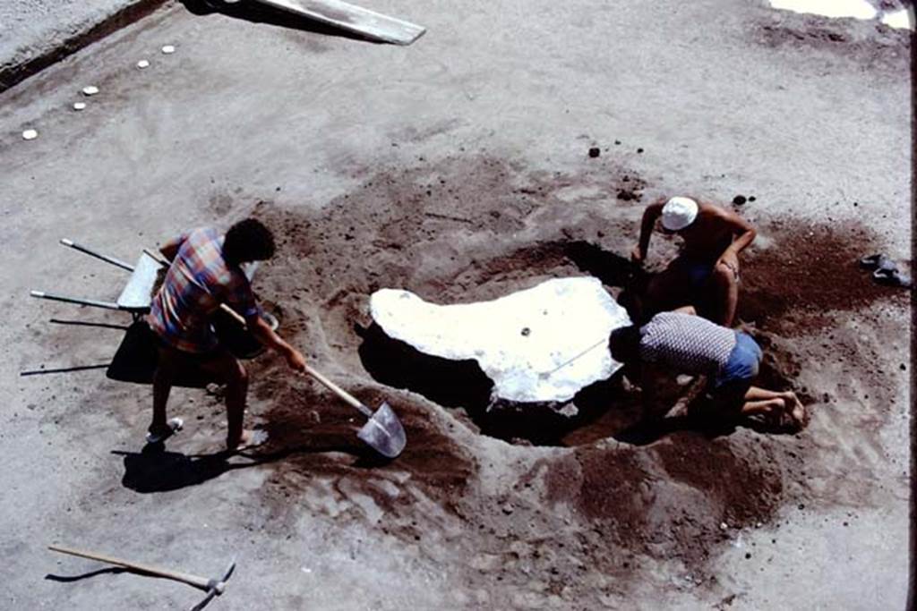 Oplontis, 1975. Digging out around the tree-root cavity. Photo by Stanley A. Jashemski.
Source: The Wilhelmina and Stanley A. Jashemski archive in the University of Maryland Library, Special Collections (See collection page) and made available under the Creative Commons Attribution-Non Commercial License v.4. See Licence and use details. J75f0424