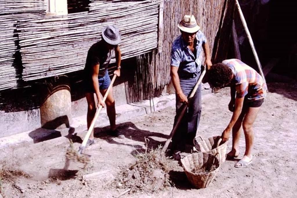 Oplontis, 1975. Area 20, clearing ready for the search for too cavities. Photo by Stanley A. Jashemski.
Source: The Wilhelmina and Stanley A. Jashemski archive in the University of Maryland Library, Special Collections (See collection page) and made available under the Creative Commons Attribution-Non Commercial License v.4. See Licence and use details. J75f0052
