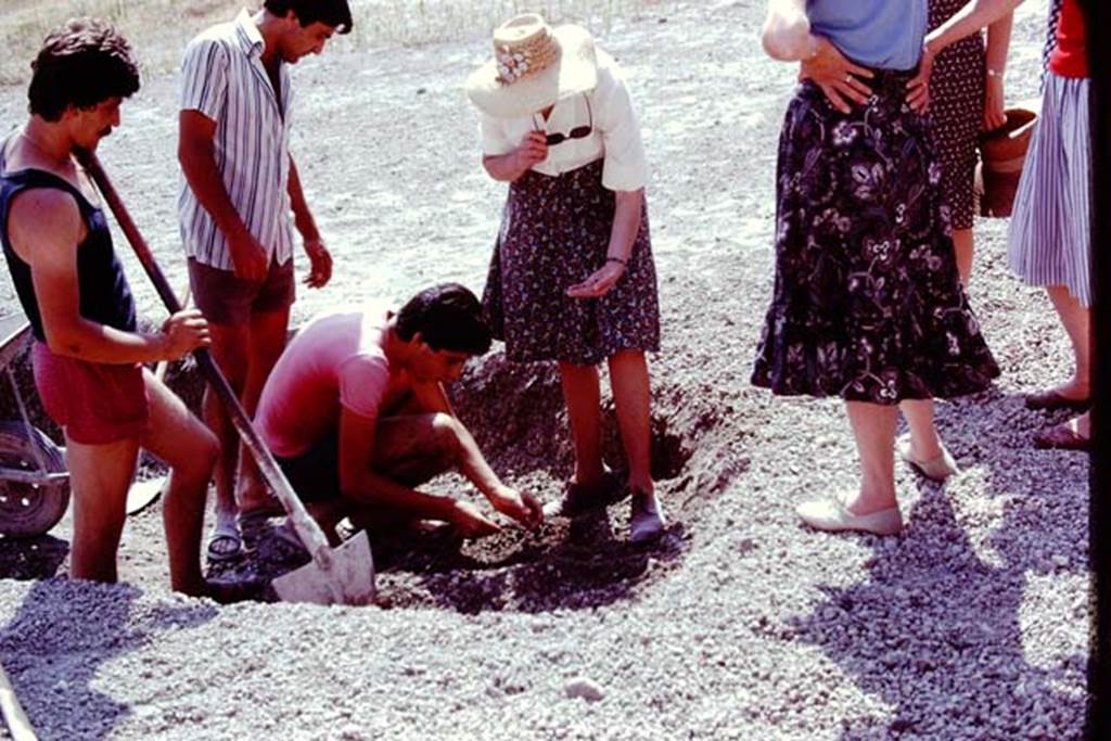 Oplontis, 1977. Discovery in the laplili. Photo by Stanley A. Jashemski.
Source: The Wilhelmina and Stanley A. Jashemski archive in the University of Maryland Library, Special Collections (See collection page) and made available under the Creative Commons Attribution-Non Commercial License v.4. See Licence and use details. J77f0109